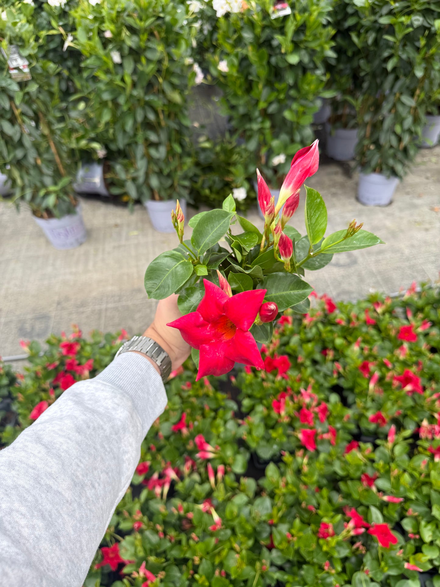 Dipladenia Rosie