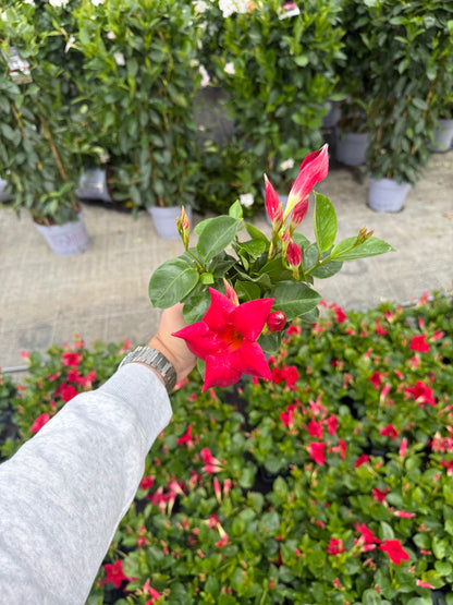 Dipladenia Rosie