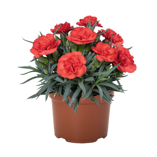 Garofita Light Orange