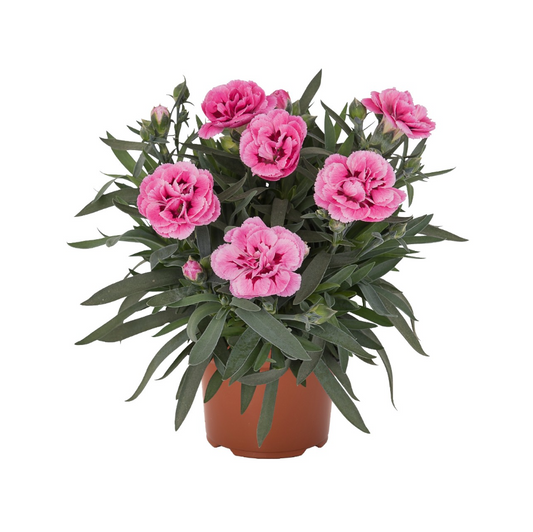 Garofita Spirit Pink