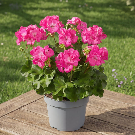 Muscate Rose Semi-Curgatoare