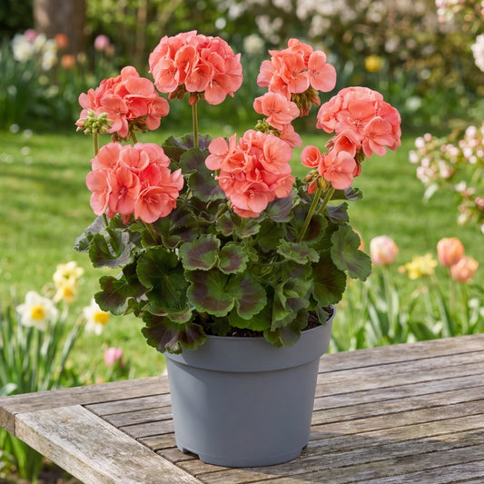 Muscate Light Salmon