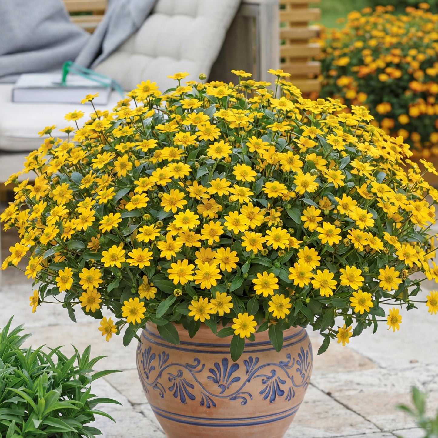 Bidens Sun Vitalia