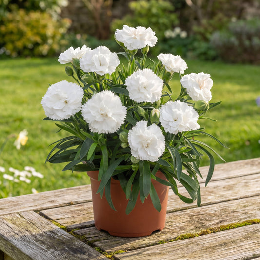 Garofita Spirit Snow