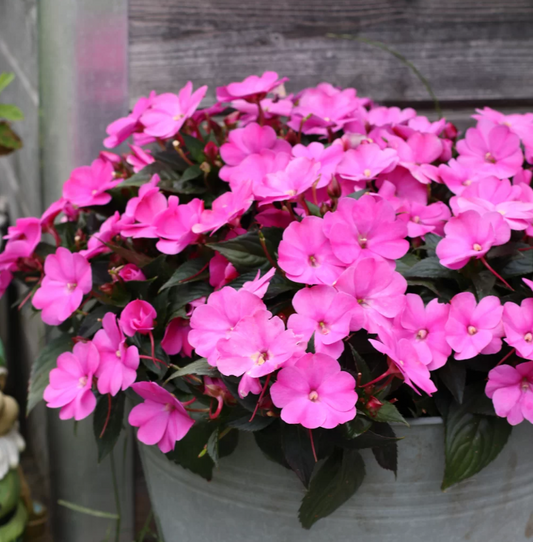 Sporul Casei Hot Pink