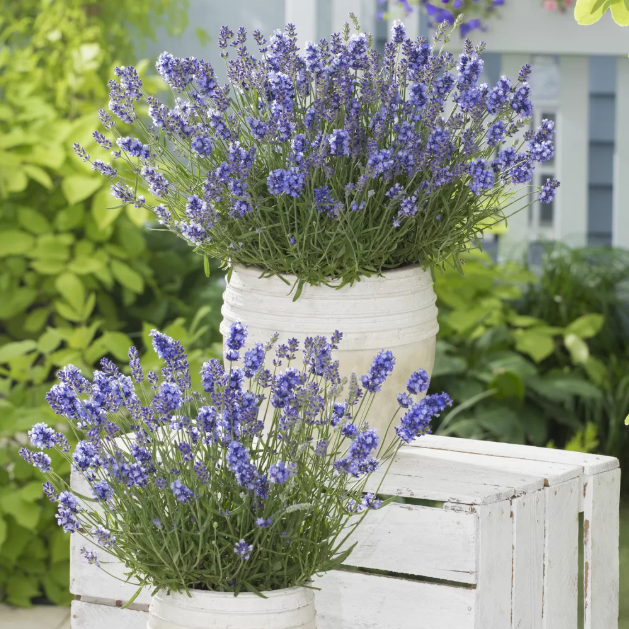 Lavanda Mov