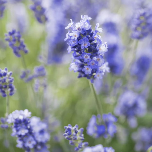 Lavanda Mov