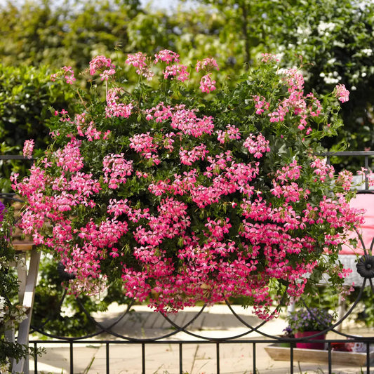 Muscate Tiroleze Roz Bicolor