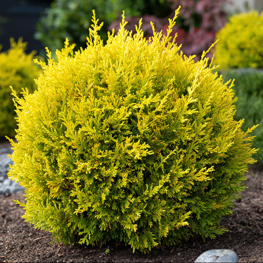 Tuia Occidentalis Danica 1,5L