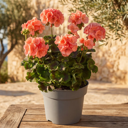 Muscate Somon Semi-curgatoare