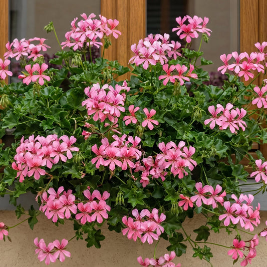 Muscate Tiroleze Roz