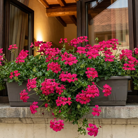 Muscate Tiroleze Noa Roze