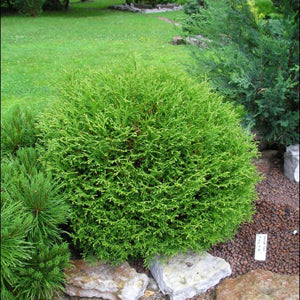 Tuia Occidentalis Tiny Tim 1,5L