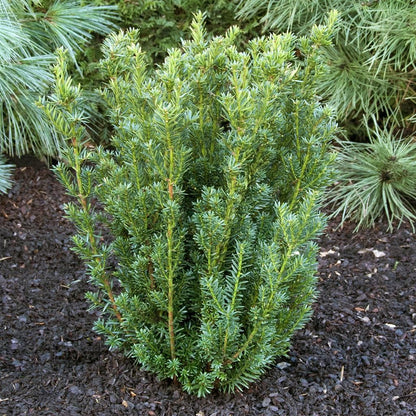 Taxus Media Hillii 1,5L