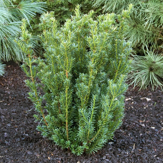 Taxus Media Hillii 1,5L