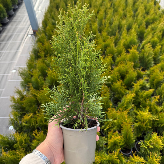 Tuia Occidentalis Smaragd 1L