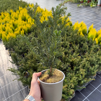 Taxus baccata Repandens 1,5L