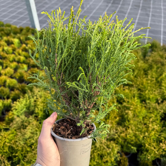 Tuia Occidentalis Bowling Ball 1L