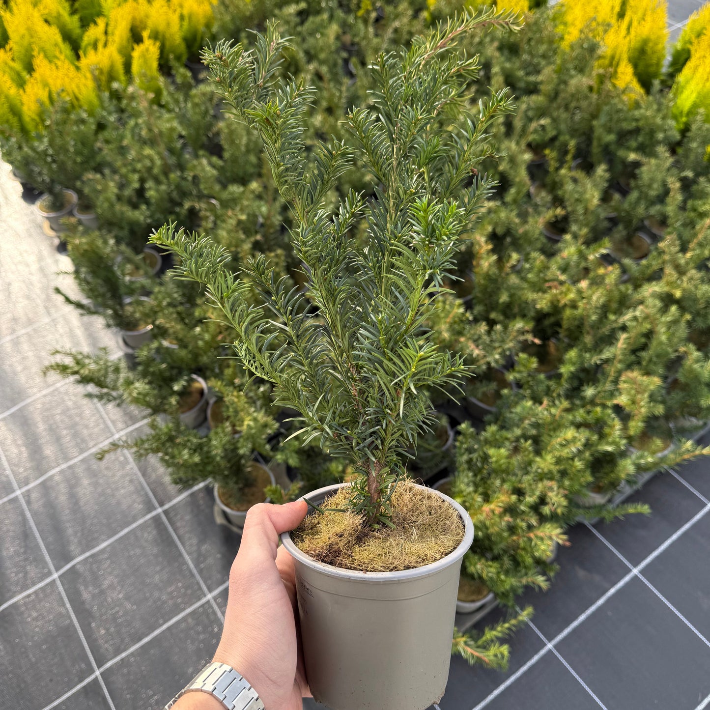 Taxus baccata Repandens 1,5L