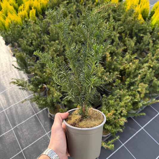 Taxus baccata Repandens 1,5L