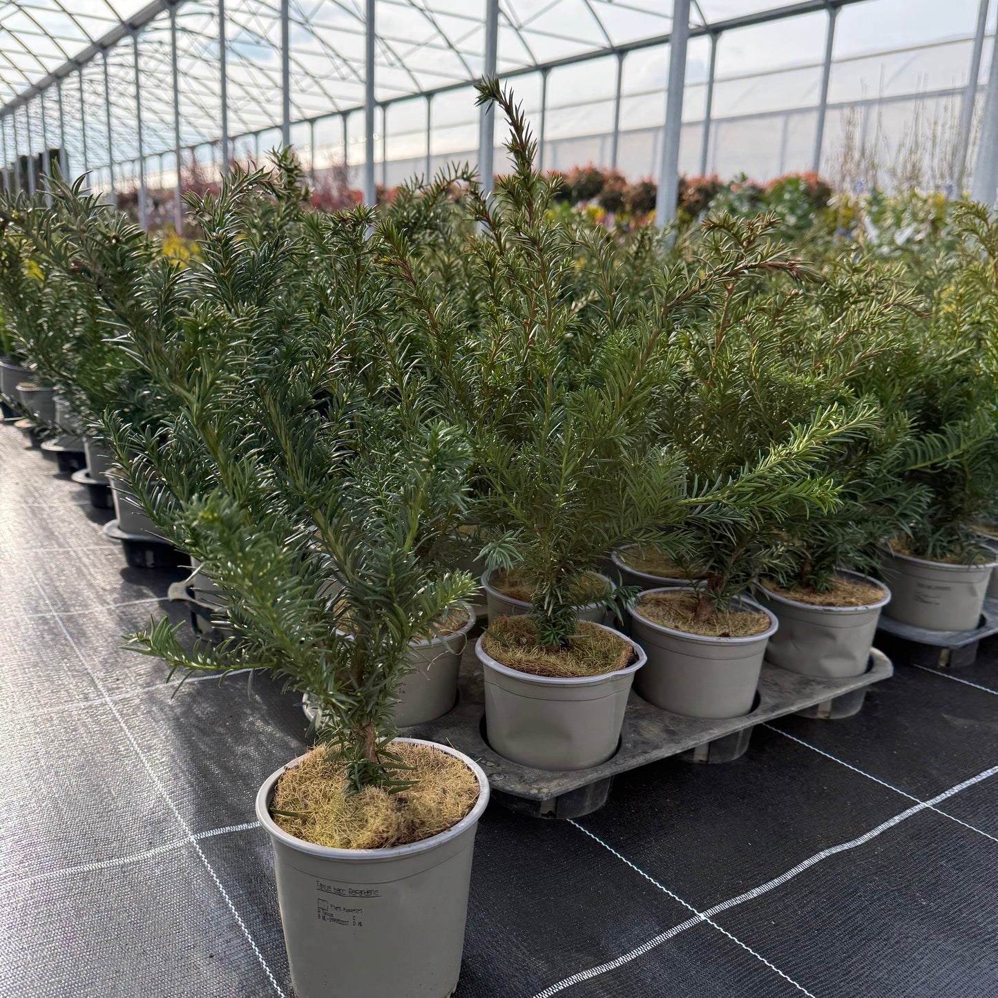 Taxus baccata Repandens 1,5L