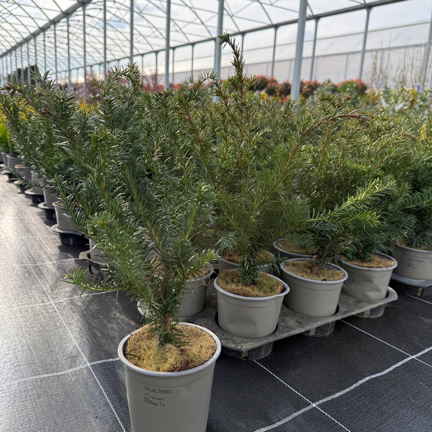 Taxus baccata Repandens 1,5L