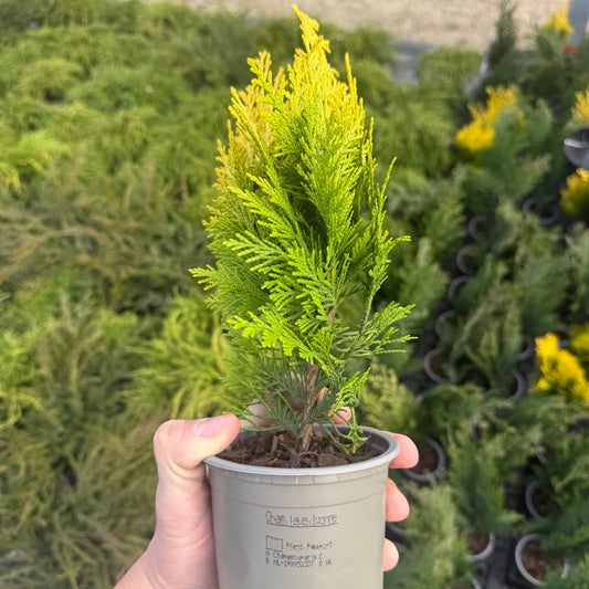 Tuia Chamaecyparis Ivonne 1L