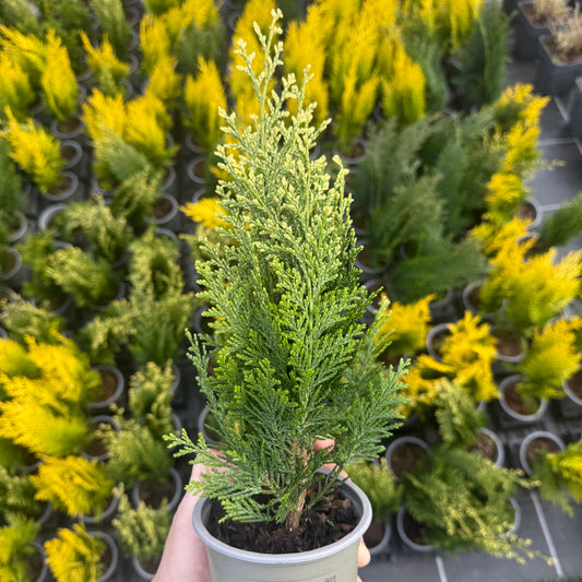 Tuia Chamaecyparis White Spot 1L