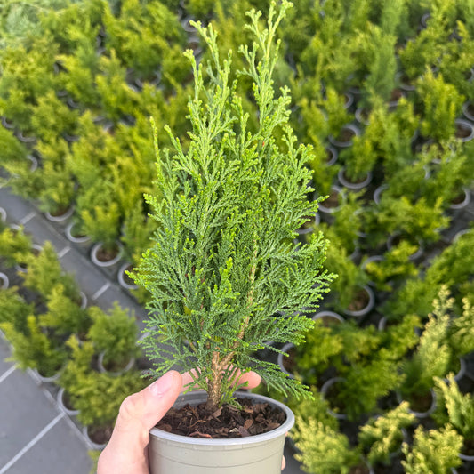 Tuia Chamaecyparis Robusta 1L