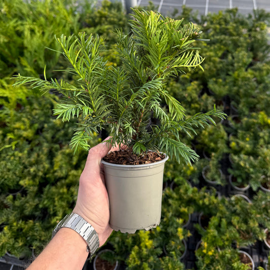 Taxus Baccata Repandens 1L