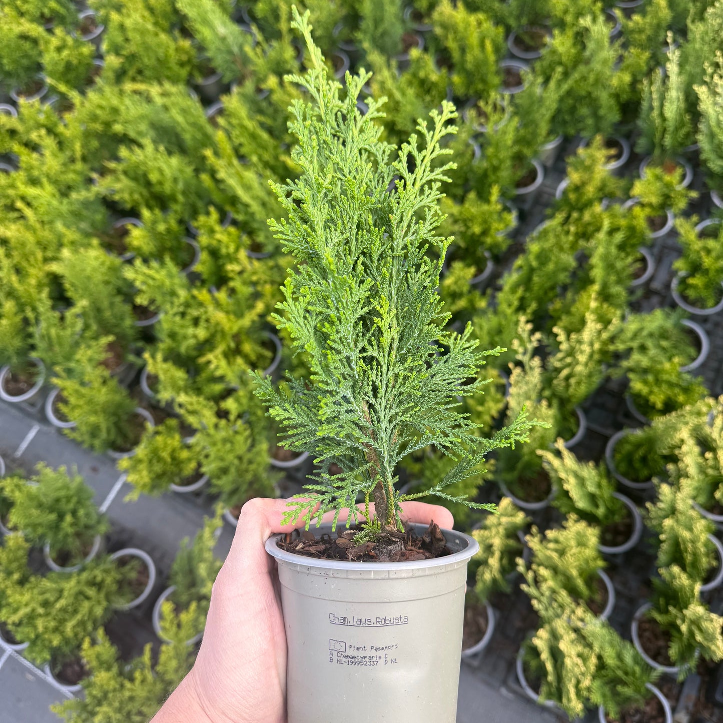 Tuia Chamaecyparis Robusta 1L