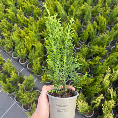 Tuia Chamaecyparis Robusta 1L