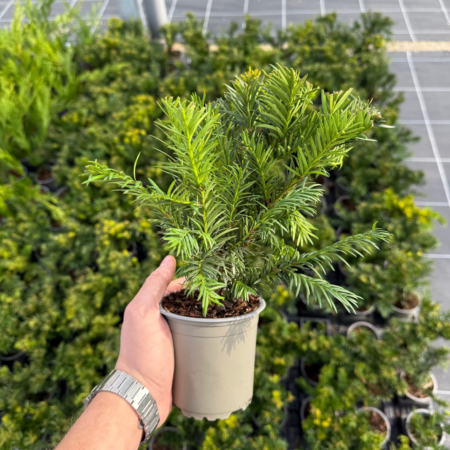 Taxus Baccata Repandens 1L