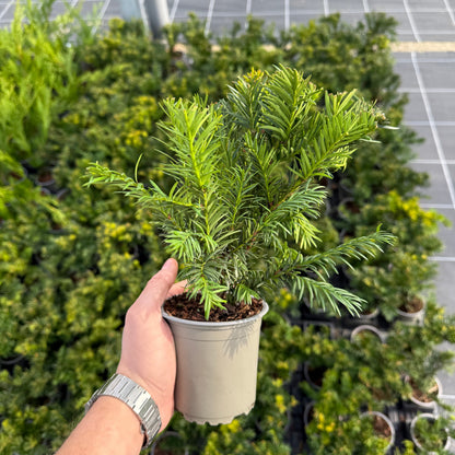 Taxus Baccata Repandens 1L