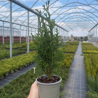 Tuia Chamaecyparis Robusta 1L