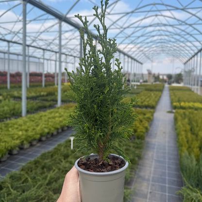 Tuia Chamaecyparis Robusta 1L