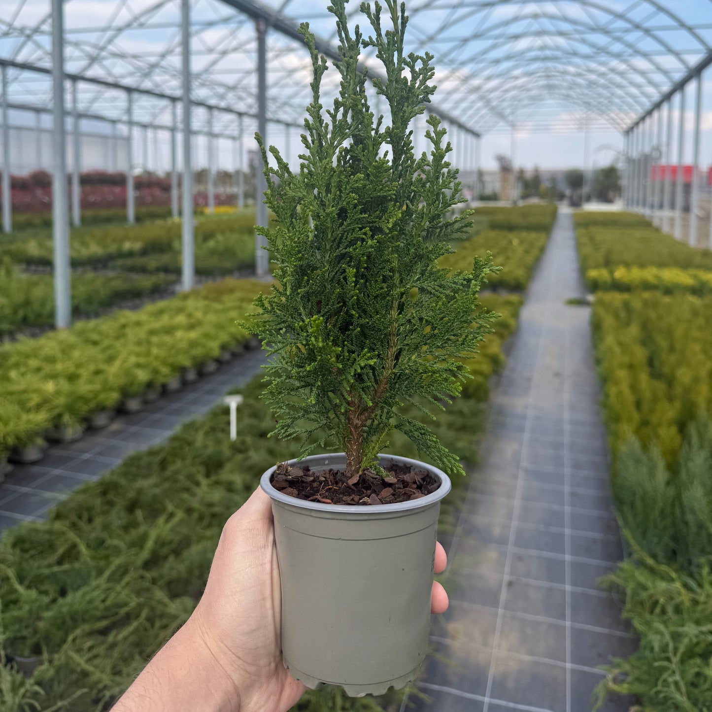 Tuia Chamaecyparis Robusta 1L