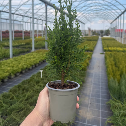 Tuia Chamaecyparis Robusta 1L