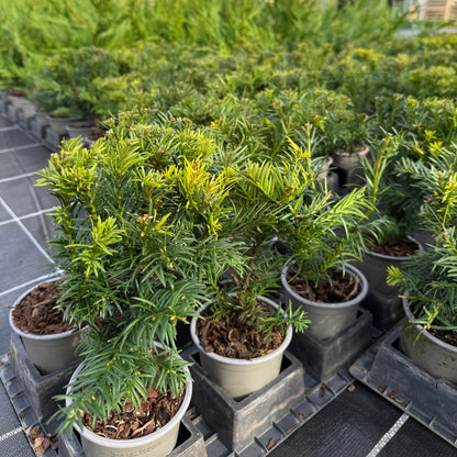 Taxus Baccata Repandens 1L