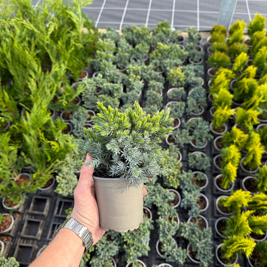 Ienupar Argintiu Blue Alps 1L