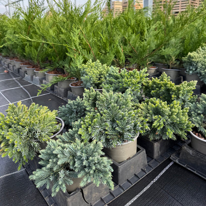 Ienupar Argintiu Blue Alps 1L