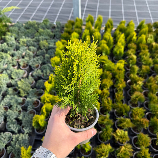 Tuia Platycladus aurea nana 1L