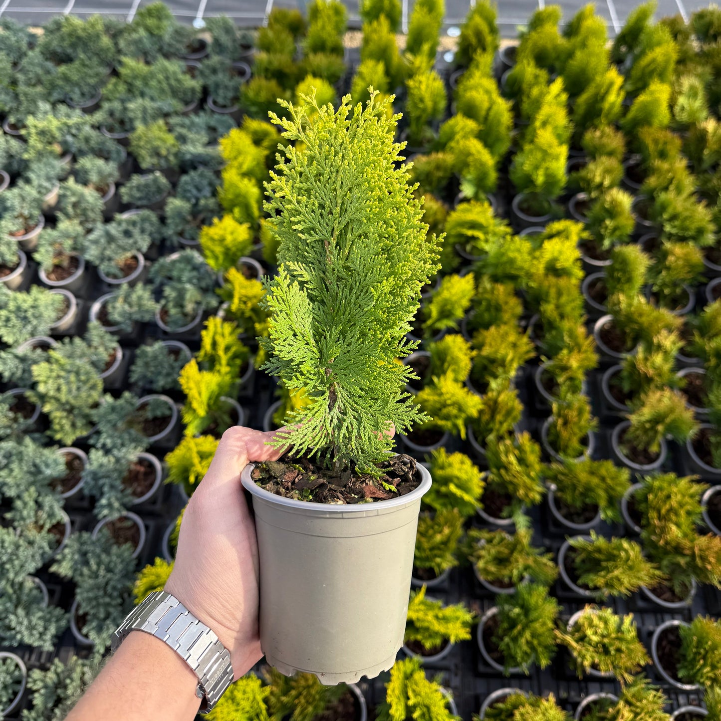 Tuia Platycladus aurea nana 1L