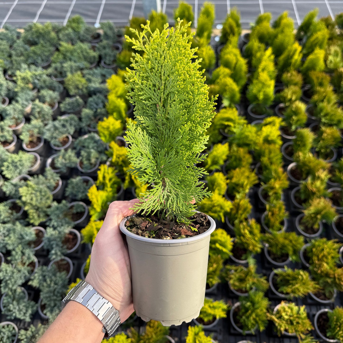 Tuia Platycladus aurea nana 1L