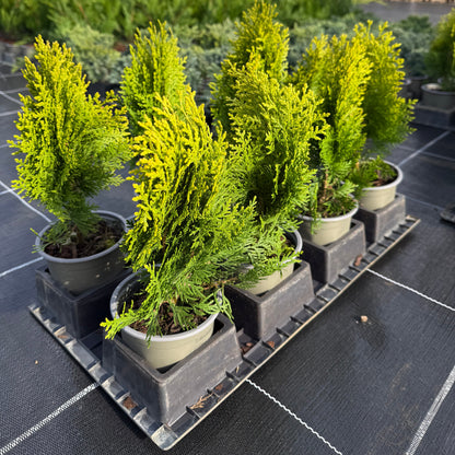 Tuia Platycladus aurea nana 1L