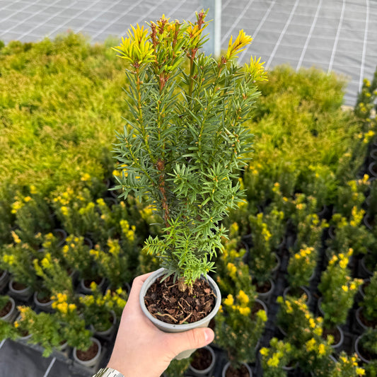 Taxus Media Hillii 1L