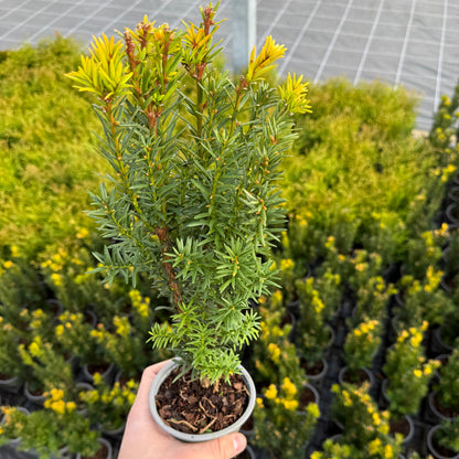 Taxus Media Hillii 1L