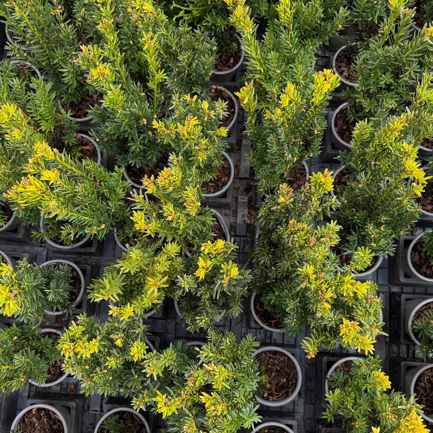 Taxus Media Hillii 1L