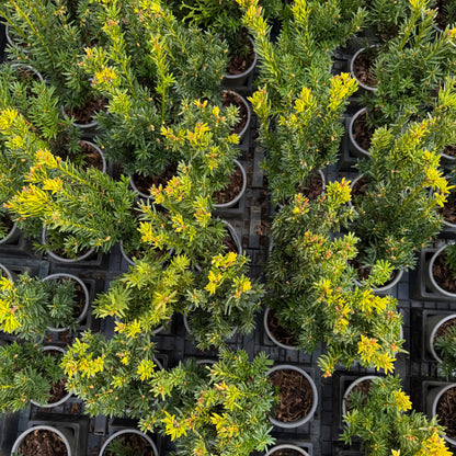 Taxus Media Hillii 1L