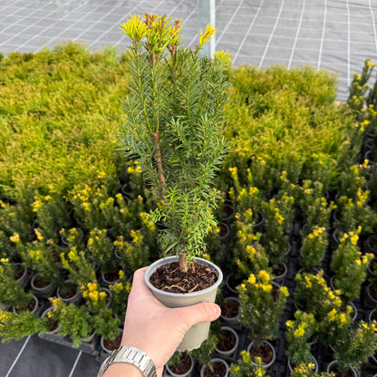 Taxus Media Hillii 1L